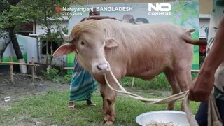 Baw&oacute;ł albinos "Donald Trump" w&nbsp;Bangladeszu