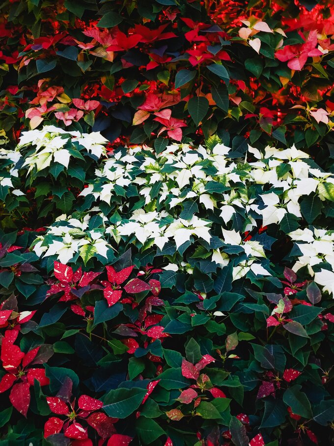 Poinsecja, gwiazda betlejemska -&nbsp;r&oacute;żne odmiany