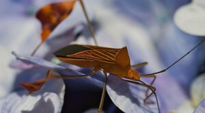 Miniatura: Pluskwy
