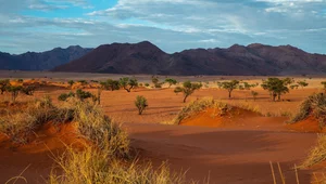Miniatura: Namibijscy myśliwi-zbieracze i zagadka,...