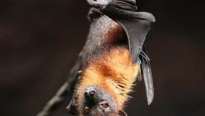 Miniatura: Badacze nietoperzy zbierają dane na temat...