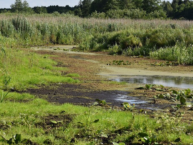 Susza w&nbsp;Puszczy