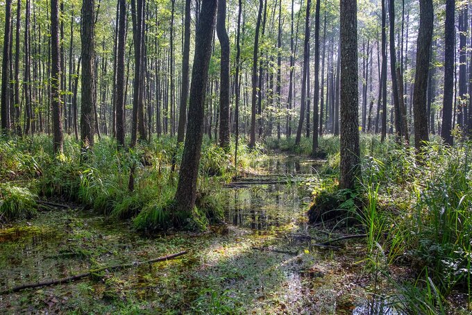 Puszcza Białowieska