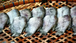 Miniatura: Śledzie kresowe