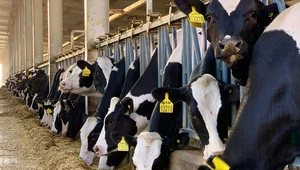 Miniatura: Polska będzie eksportować wołowinę na...