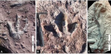 Tropy dinozaur&oacute;w odkryte w&nbsp;Borkowicach na&nbsp;Mazowszu