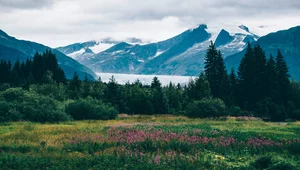 Miniatura: Kraina wróżek za dwa centy od akra....