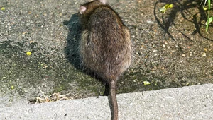 Miniatura: Wrocław: Plaga szczurów. Przegryzają wszystko