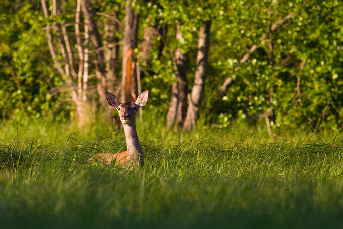 Sarna wśr&oacute;d traw