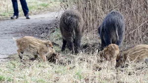 Miniatura: Kiedy wyrzucimy dziki z naszych miast? Czy...
