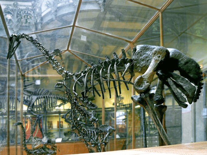 Mamutak (Aepyornis maximus)