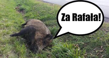 Internet oszalał na punkcie dzików 