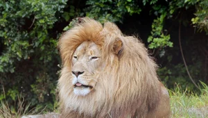 Miniatura: Psiecko w zoo