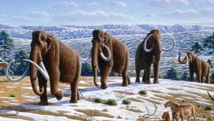 Miniatura: Mamut pod Zamościem. Sensacyjne znalezisko...