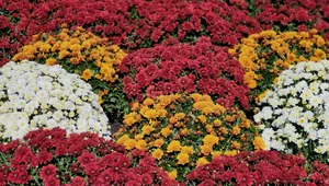 Miniatura: Ceny chryzantem na Wszystkich Świętych w...