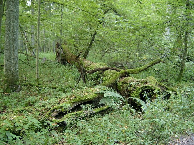 Puszcza Białowieska