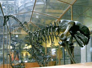 Mamutak (Aepyornis maximus)
