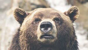 Miniatura: Niedźwiedzia wojna płci