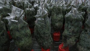 Miniatura: Szok cenowy przed świętami. Ile trzeba...