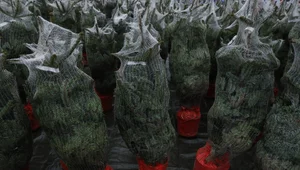 Miniatura: Szok cenowy przed świętami. Ile trzeba...