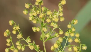 Miniatura: Badacze: Ta roślina działa na...