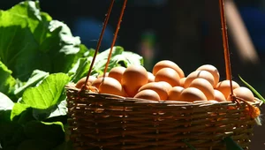 Miniatura: Jajko a… dzieje ludzkości