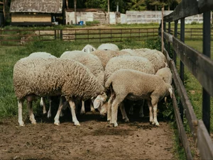 Miniatura: Zachód Europy. Afgańczyk aresztowany za...