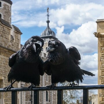 Kruki z&nbsp;Tower of&nbsp;London