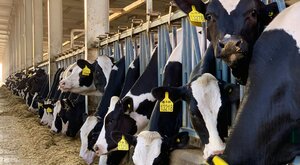 Miniatura: Polska będzie eksportować wołowinę na...