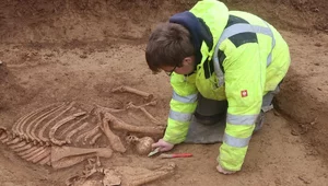 Miniatura: Cmentarzysko rzymskich koni. "To unikat"