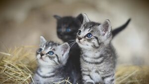 Miniatura: Koty niepoliczalne