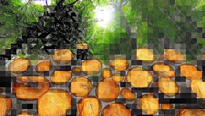 Miniatura: Drewno jest z lasu, a leśnicy nie...