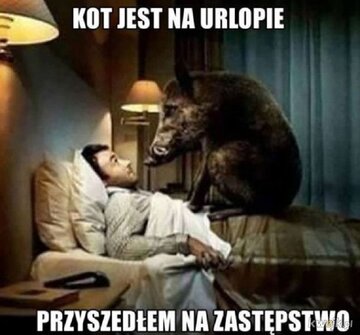 Internet oszalał na punkcie dzików 