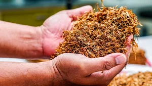 Miniatura: Polski tytoń na zakręcie. Rolnicy...