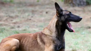 Miniatura: Psy bez kontroli