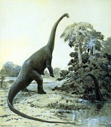 Dinozaur z&nbsp;rodzaju zauropod&oacute;w. Mal. Charles R. Knight, 1911