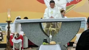 Miniatura: Szokujące! Brazylia: Pies został mianowany...