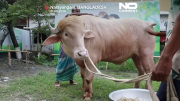 Baw&oacute;ł albinos "Donald Trump" w&nbsp;Bangladeszu