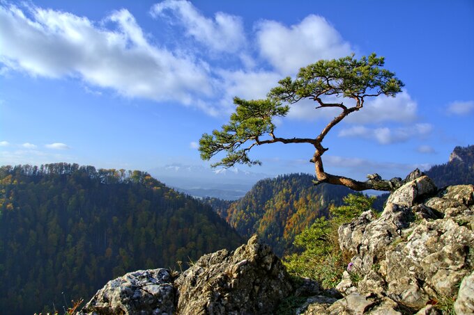 Widok z Sokolicy, Pieniny