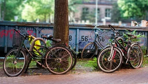 Miniatura: W Niemczech na potęgę kradną rowery....