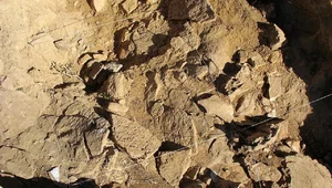 Miniatura: Praktyki "religijne" neandertalczyków? To...