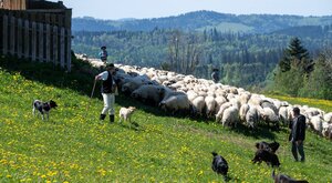 Miniatura: Święto Bacowskie. Kard. Ryś poświęcił...