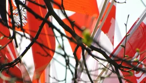 Miniatura: Karmazyn czy cynober? Jak zmieniono kolor...