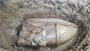 Miniatura: Kolosalny posąg Ramzesa II znaleziony na polu