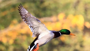 Miniatura: Tarcza Wschód zagrożona. Kaczki mogą...