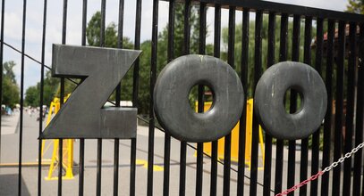 Miniatura: "Siano od Niemca w warszawskim zoo"....