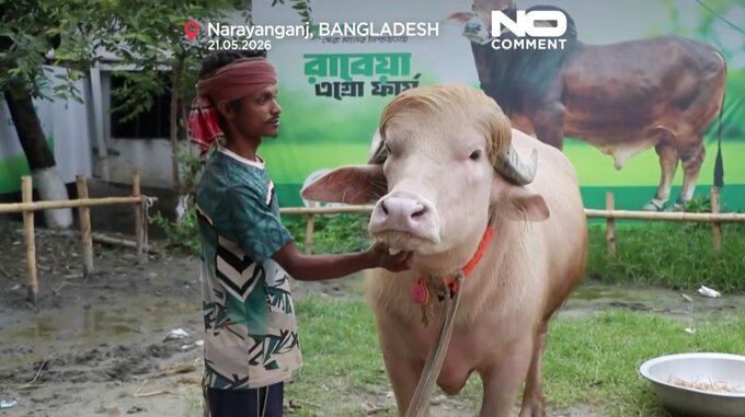 Baw&oacute;ł albinos "Donald Trump" w&nbsp;Bangladeszu