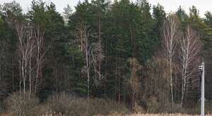 Miniatura: Polska wysyła wojsko na granicę z Niemcami...