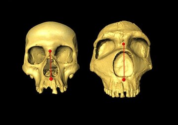 Czaszka homo sapiens i&nbsp;neandertalczyka -&nbsp;por&oacute;wnanie wielkości nos&oacute;w