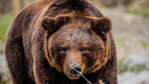 Miniatura: Niedźwiedź gonił małżeństwo turystów w...